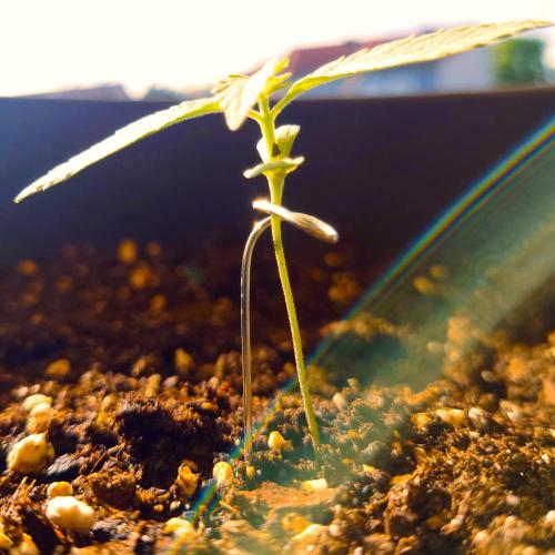 Summer Outdoor / Passion Fruitz Auto. Week 2