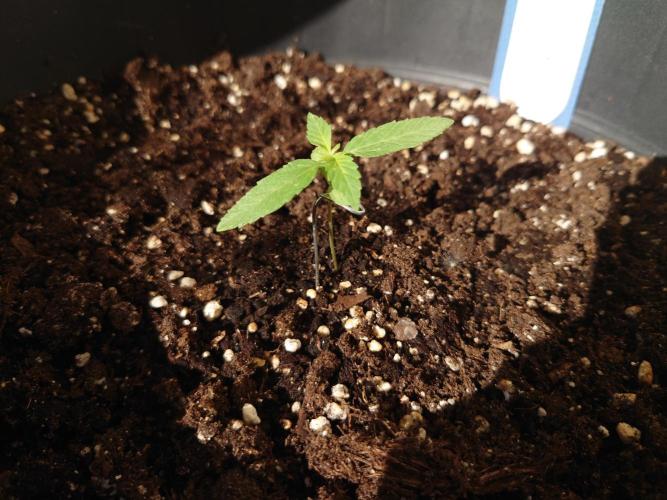 Summer Outdoor / Passion Fruitz Auto. Week 2