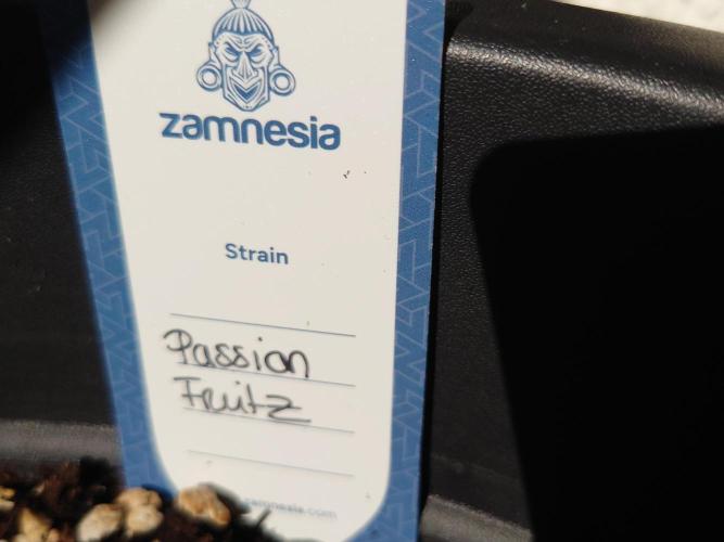 Passion Fruitz Automatic. Week 2