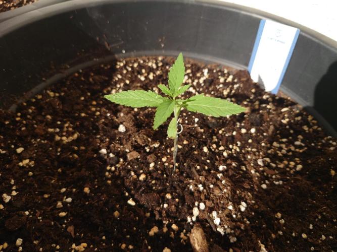 Summer Outdoor / Mimosa Auto. Week 2