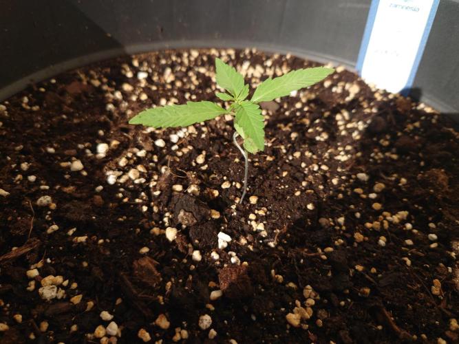 Summer Outdoor / Lavender Auto. Week 2