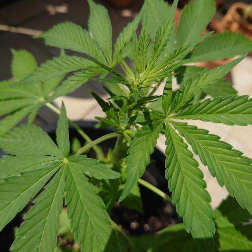 Summer Outdoor / Passion Fruitz Auto. Week 6