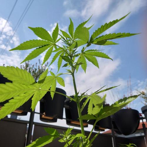 Summer Outdoor / Passion Fruitz Auto. Week 6