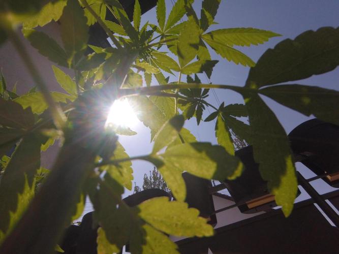 Summer Outdoor / Passion Fruitz Auto. Week 6