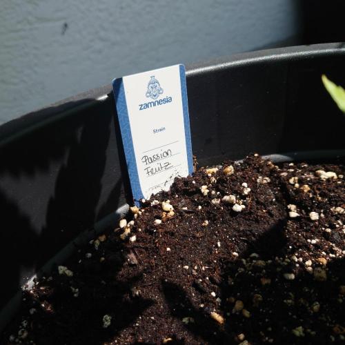Summer Outdoor / Passion Fruitz Auto. Week 6