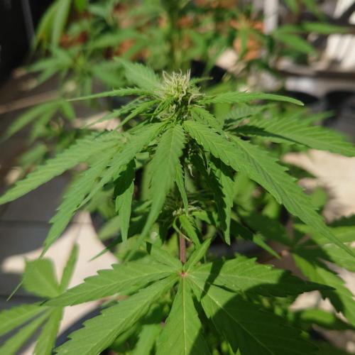 Summer Outdoor / Lavender Auto. Week 6