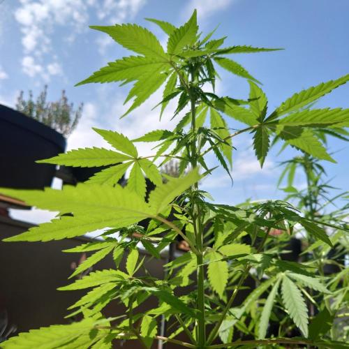 Summer Outdoor / Lavender Auto. Week 6