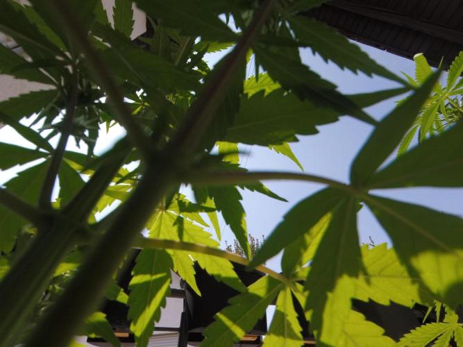 Summer Outdoor / Lavender Auto. Week 6