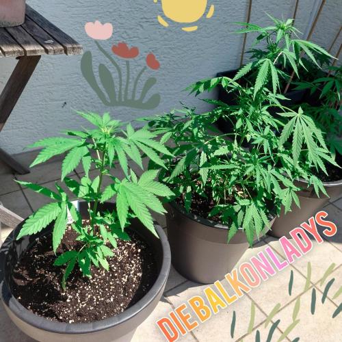 Summer Outdoor / Lavender Auto. Week 6