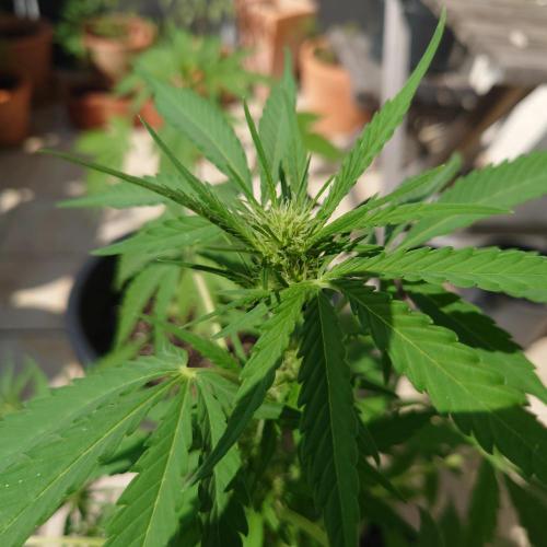 Summer Outdoor / Mimosa Auto. Week 6