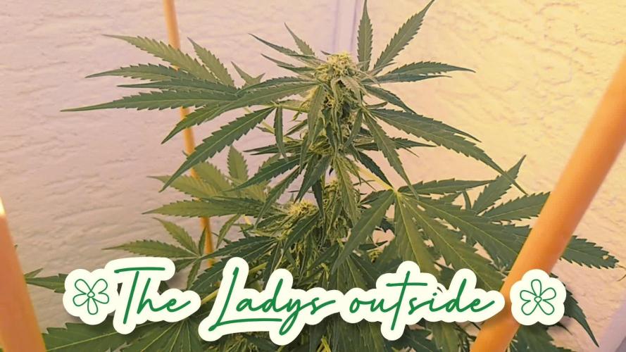 Passion Fruitz Auto. Week 8