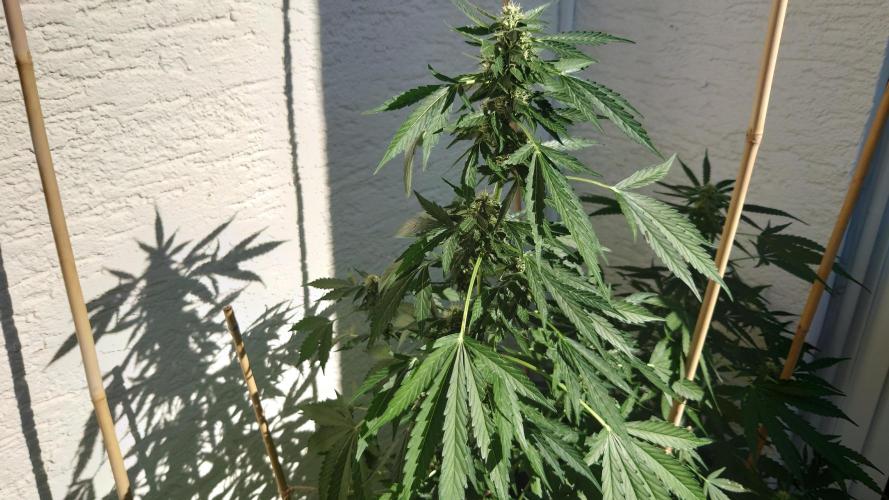 Summer Outdoor / Passion Fruitz Auto. Week 8