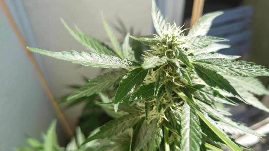 Summer Outdoor / Passion Fruitz Auto. Week 8