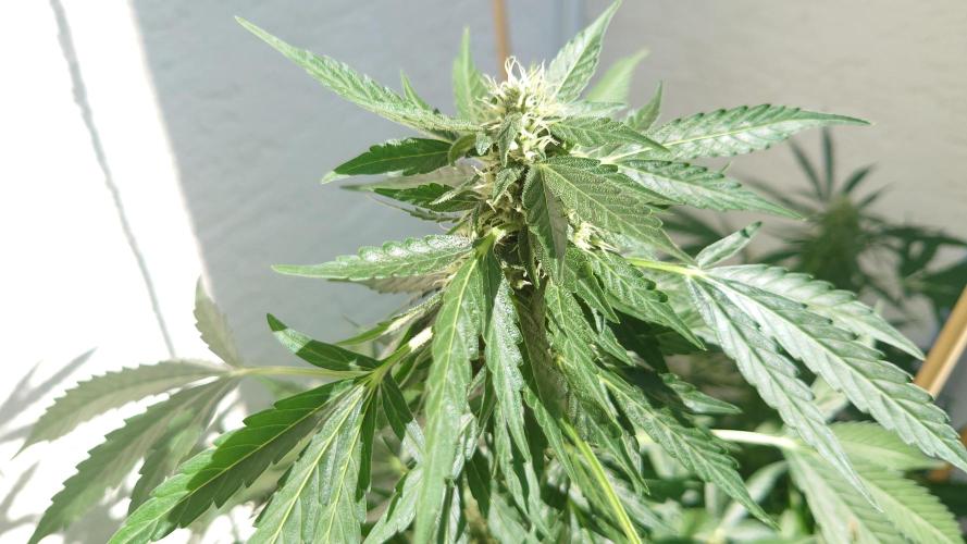 Summer Outdoor / Passion Fruitz Auto. Week 8