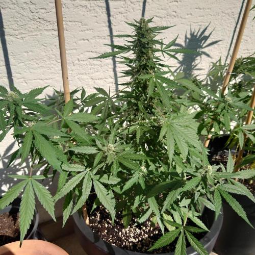 Summer Outdoor / Lavender Auto. Week 8