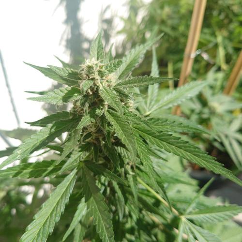 Summer Outdoor / Lavender Auto. Week 8