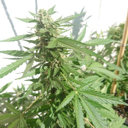 Summer Outdoor / Lavender Auto. Week 8