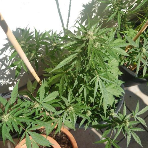 Summer Outdoor / Lavender Auto. Week 8