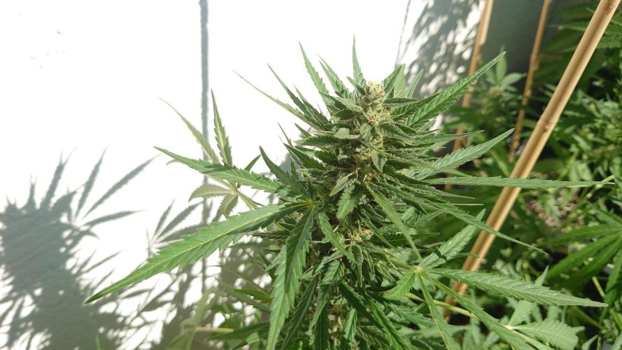Summer Outdoor / Mimosa Auto. Week 8