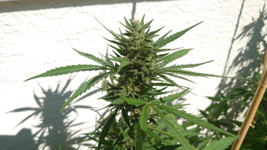 Summer Outdoor / Mimosa Auto. Week 8