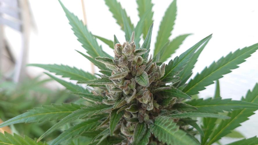 Summer Outdoor / Mimosa Auto. Week 10