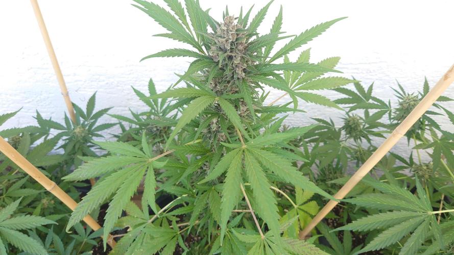 Summer Outdoor / Mimosa Auto. Week 10
