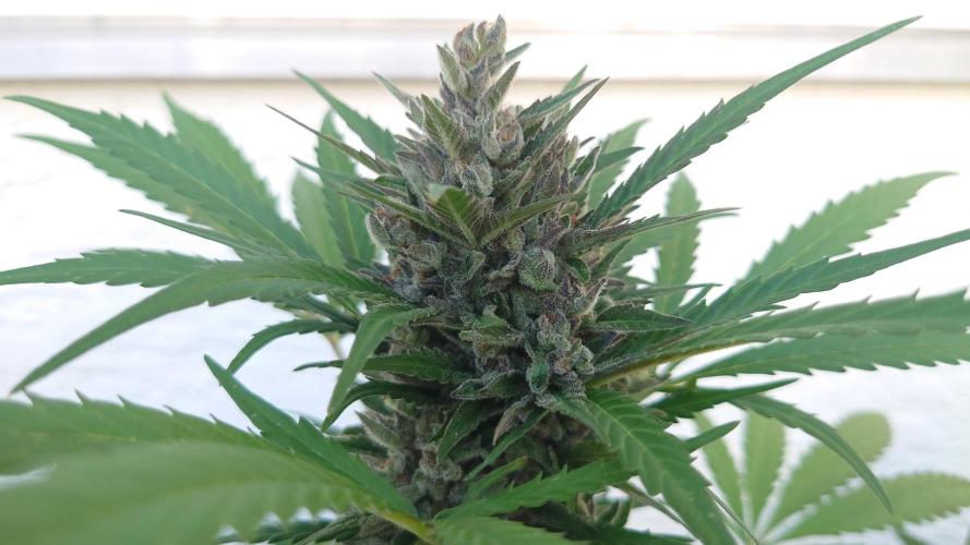 Summer Outdoor / Mimosa Auto. Week 10