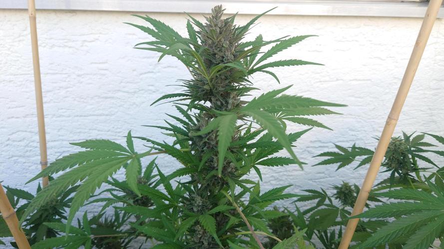 Summer Outdoor / Mimosa Auto. Week 10