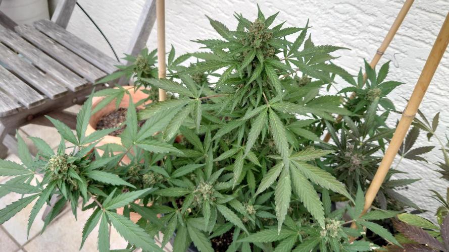 Summer Outdoor / Lavender Auto. Week 14