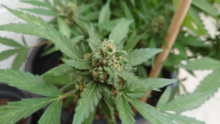 Summer Outdoor / Lavender Auto. Week 14