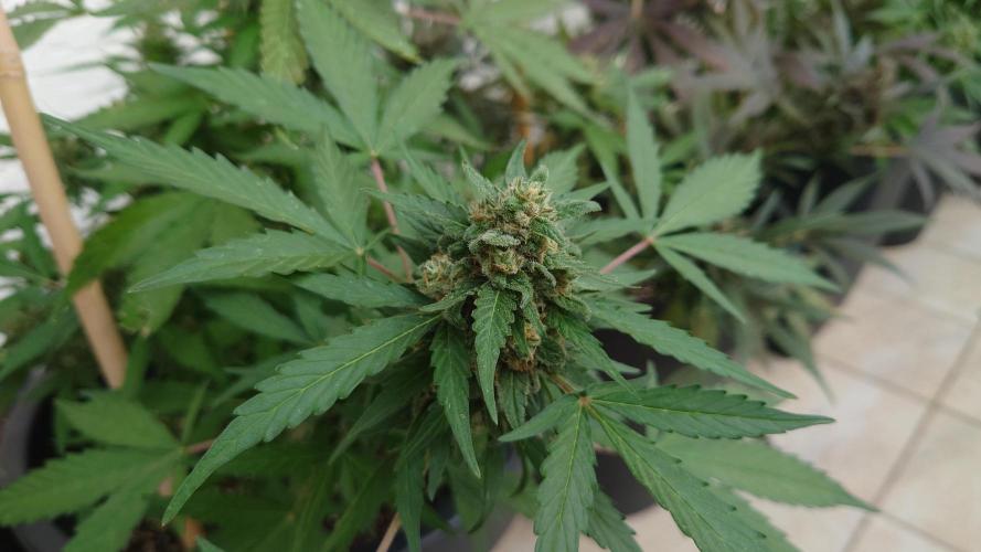 Summer Outdoor / Lavender Auto. Week 14