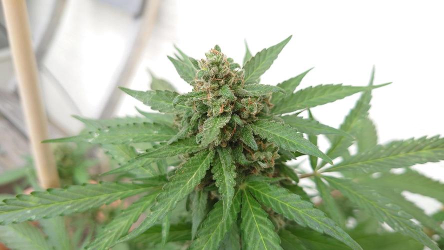 Summer Outdoor / Lavender Auto. Week 14