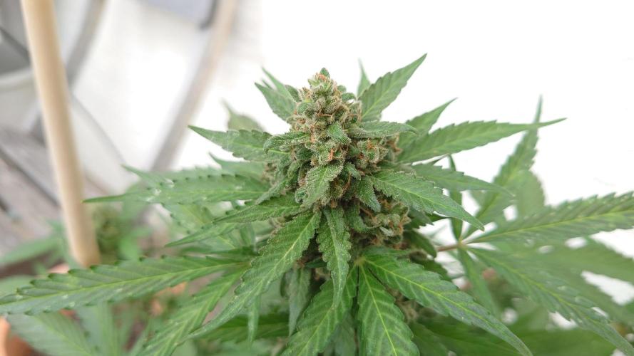 Summer Outdoor / Lavender Auto. Week 14