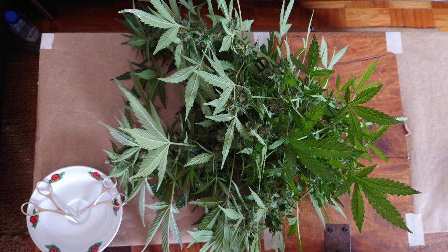 Summer Outdoor / Lavender Auto. Week 14