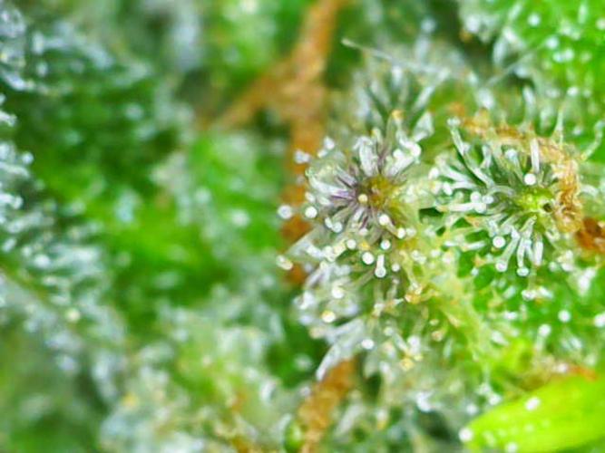Summer Outdoor / Lavender Auto. Week 14