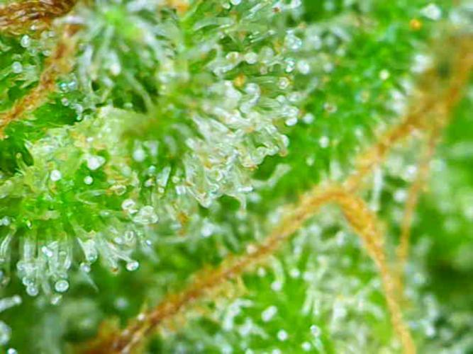 Summer Outdoor / Lavender Auto. Week 14