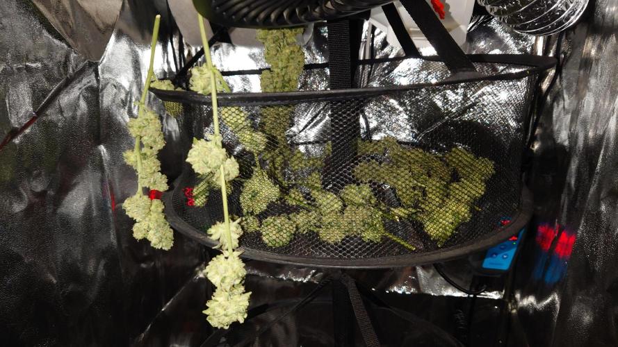 Summer Outdoor / Lavender Auto. Week 14