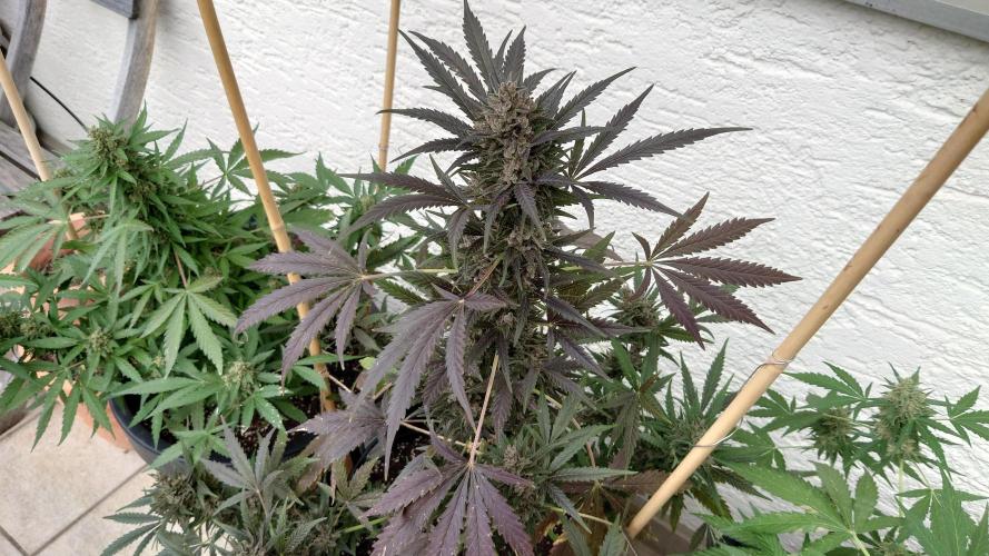 Summer Outdoor / Mimosa Auto. Week 14