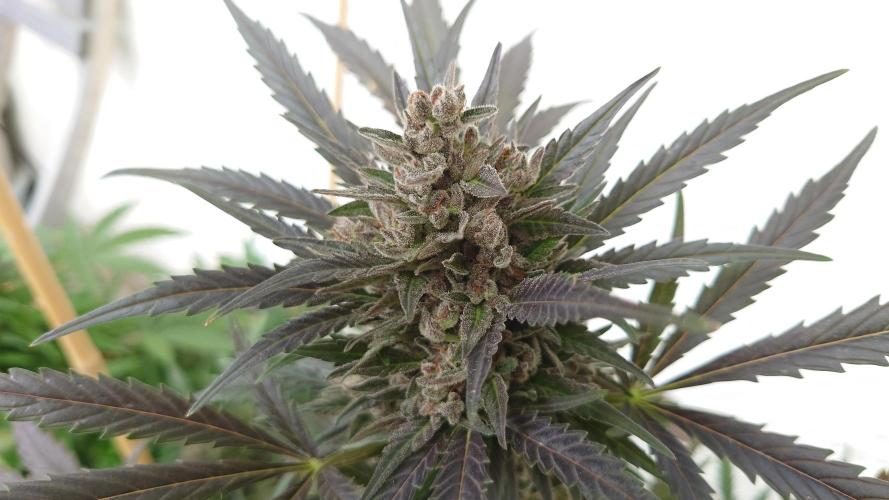 Summer Outdoor / Mimosa Auto. Week 14