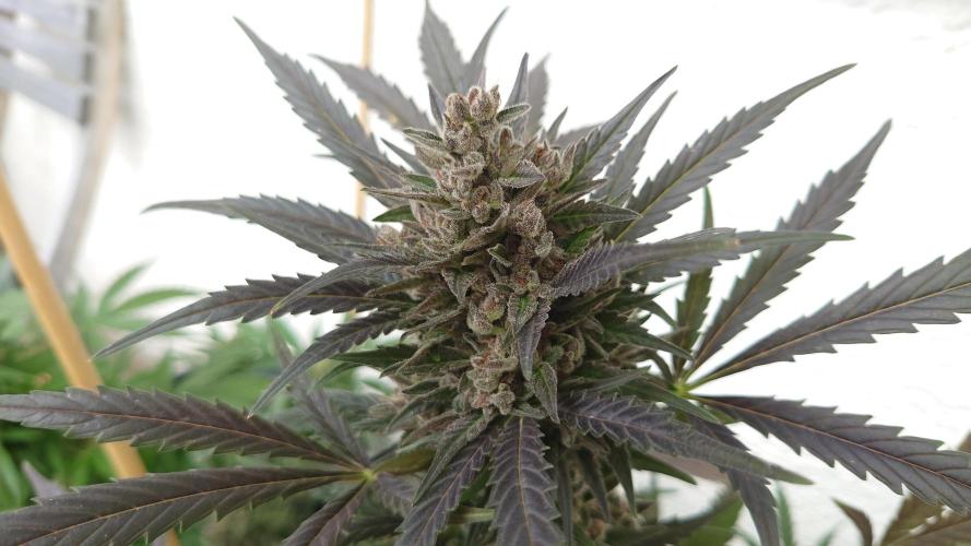 Summer Outdoor / Mimosa Auto. Week 14