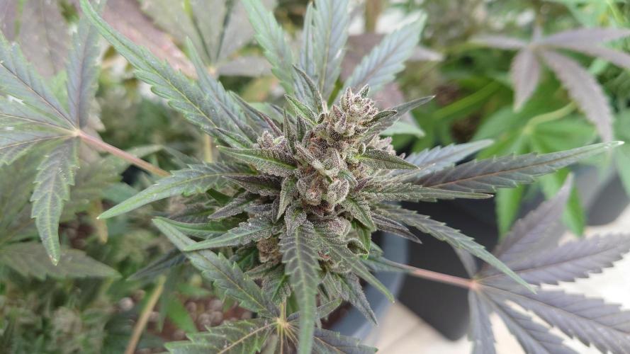 Summer Outdoor / Mimosa Auto. Week 14
