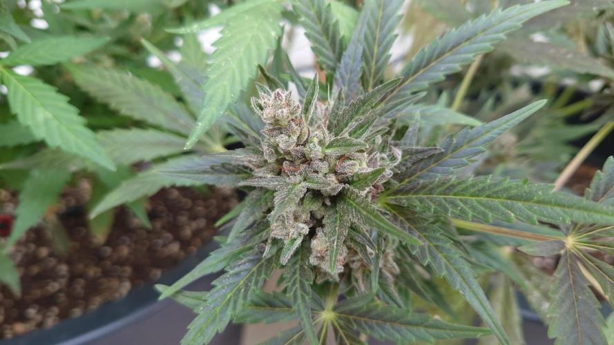 Summer Outdoor / Mimosa Auto. Week 14