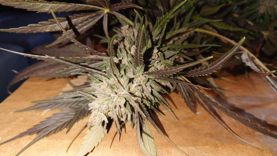 Summer Outdoor / Mimosa Auto. Week 14