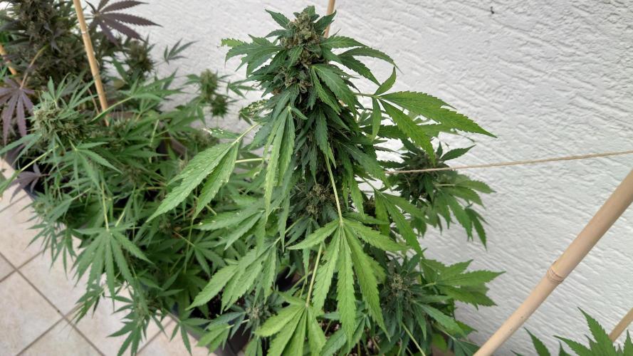 Summer Outdoor / Passion Fruitz Auto. Week 14