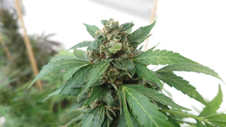 Summer Outdoor / Passion Fruitz Auto. Week 14
