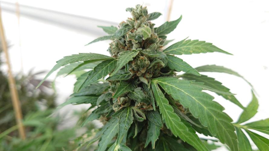 Summer Outdoor / Passion Fruitz Auto. Week 14