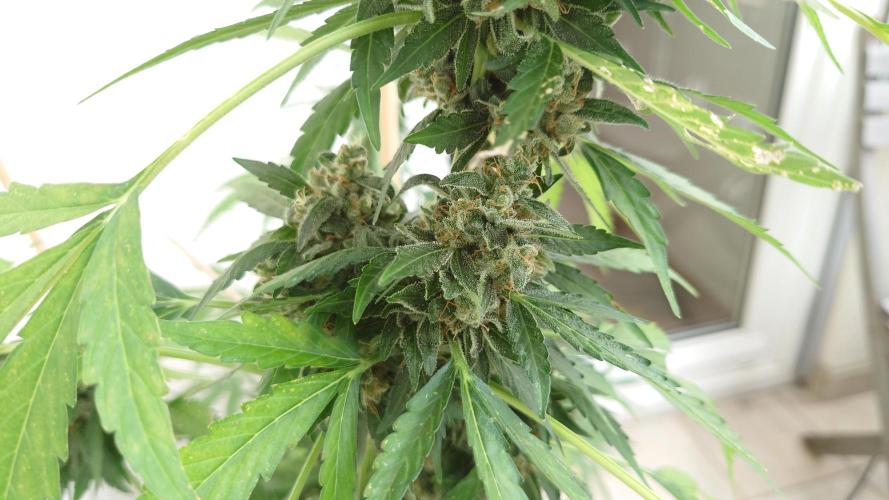 Summer Outdoor / Passion Fruitz Auto. Week 14