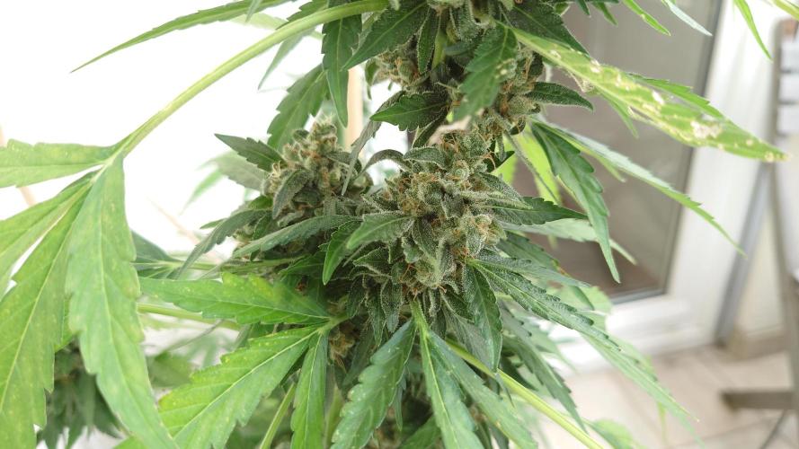 Summer Outdoor / Passion Fruitz Auto. Week 14