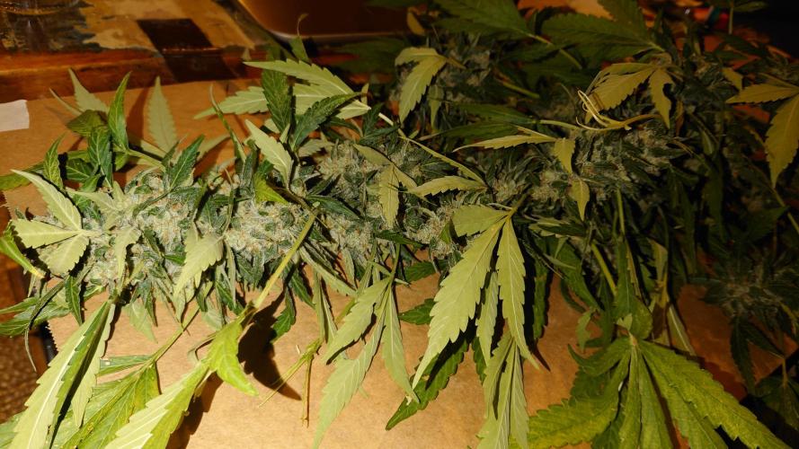 Summer Outdoor / Passion Fruitz Auto. Week 14