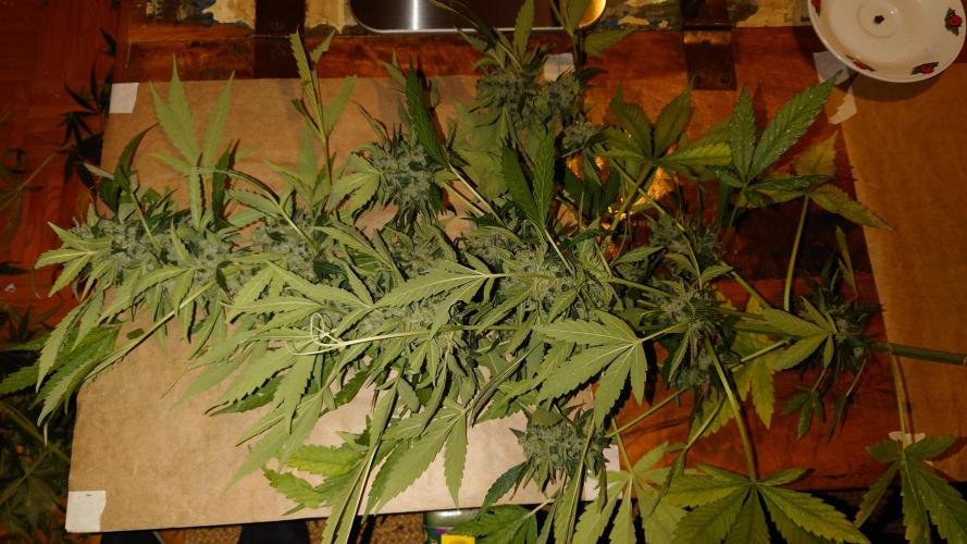 Summer Outdoor / Passion Fruitz Auto. Week 14